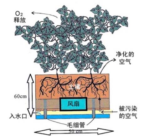 Biological air cleaning system